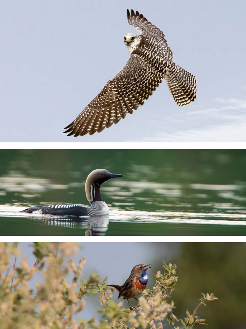 gavia7.jpg gavia7.jpg